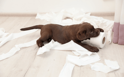 4 Ways Your KPIs Remind Me of Our New Puppy