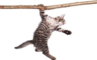 Barely Hanging On – Strategic Agility in a Post-COVID World